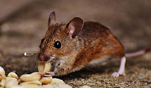 24 Hour & Emergency Exterminators in Westerville, OH